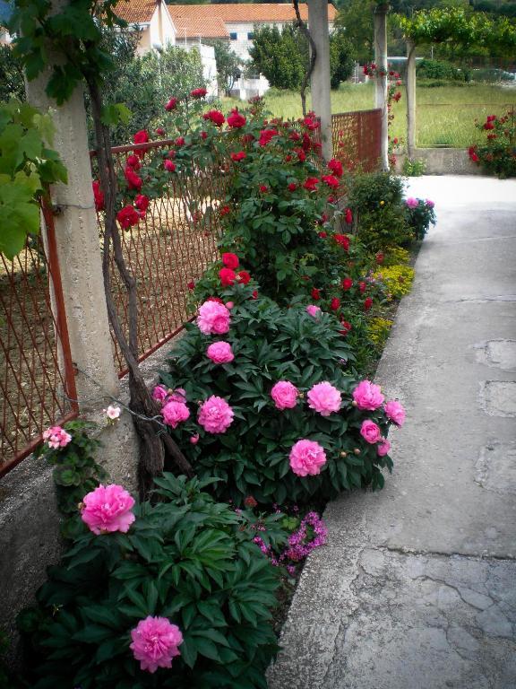 Francesca Guesthouse Mlini Εξωτερικό φωτογραφία